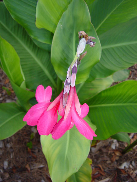 canna ehemanni