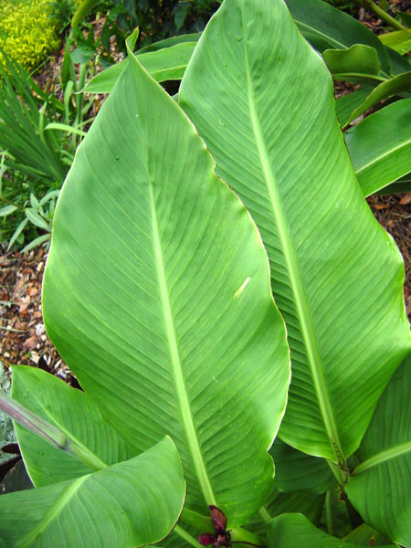 canna ehemanni leaves