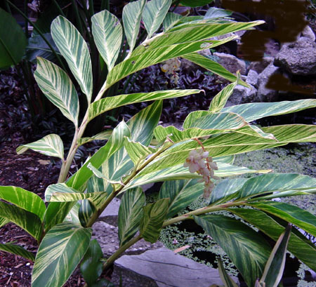 alpinia zerumbet variegata, variegated shell ginger