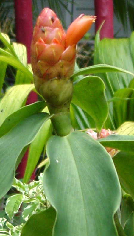 costus woodsonii spiral ginger