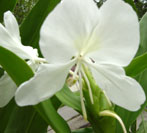 Hedychium coronarium, white butterfly ginger