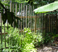 Bamboo fence/trellis