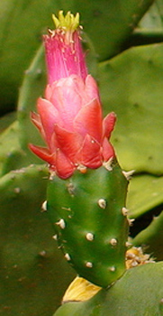 Opuntia-cochenillifera-bloom