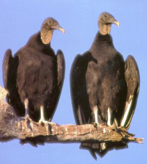 Florida Vultures