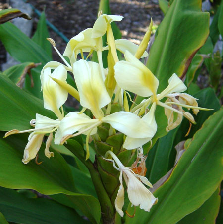 hedychium flavescens, cream ginger, yellow ginger