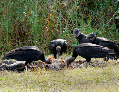Florida vultures