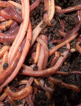 compost worms